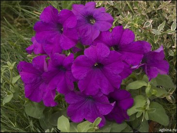 Петуния крупноцветковая (Petunia grandiflora)