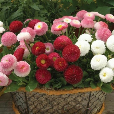 Маргаритка многолетняя (Bellis perennis)