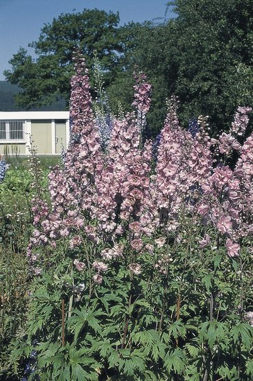 Дельфиниум гибридный (Delphinium hybrida)