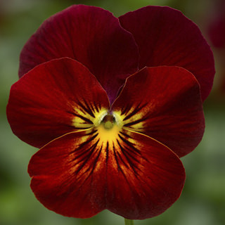Виола рогатая (Viola cornuta)