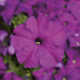 Петуния крупноцветковая (Petunia grandiflora)