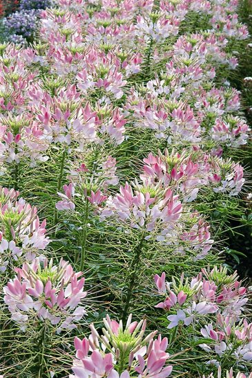 Клеома Хасслера (Cleome hassleriana)