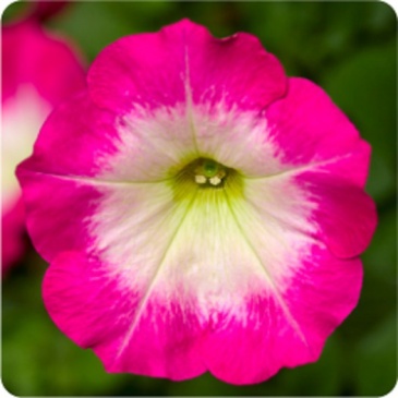 Петуния ампельная гибридная (Petunia x hybrida)