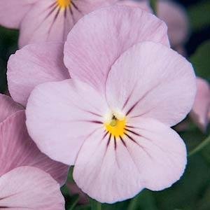 Виола рогатая (Viola cornuta) Виола рогатая (Viola cornuta)