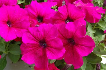 Петуния крупноцветковая (Petunia grandiflora)