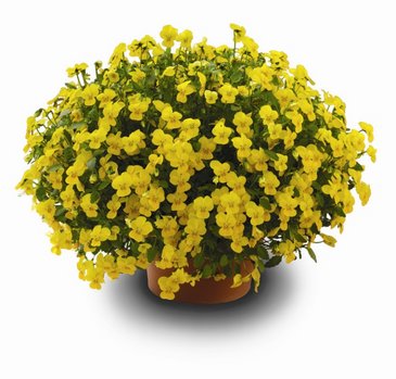 Виола рогатая (Viola cornuta)