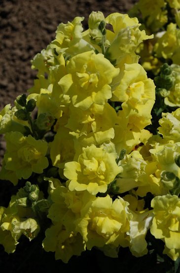 Львиный зев (Антирринум) махровый (Antirrhinum majus)