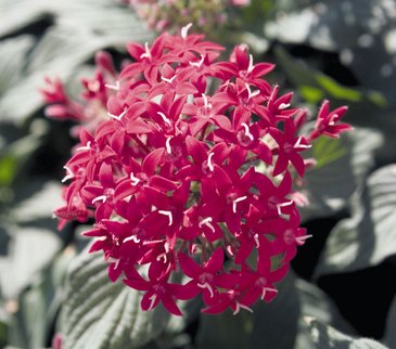 Пентас ланцетовидный (Pentas lanceolata)