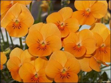 Виола рогатая (Viola cornuta)