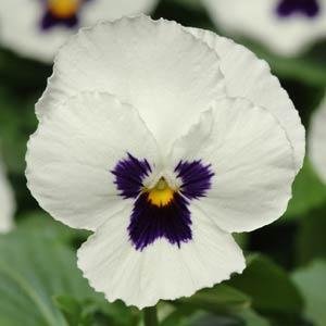Виола виттрока (Viola wittrockiana)