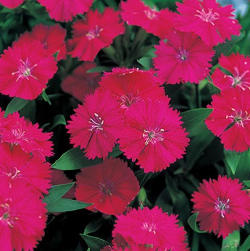 Гвоздика китайская х турецкая (Dianthus chinensis x barbatus)