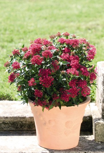Пентас ланцетовидный (Pentas lanceolata)