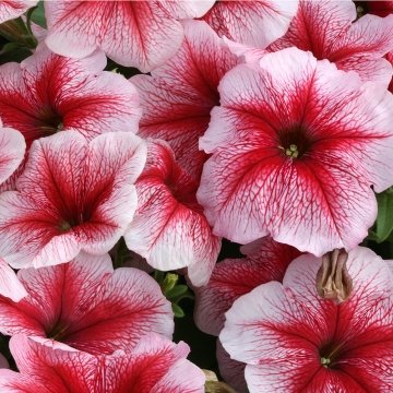 Петуния многоцветковая (Petunia multiflora)