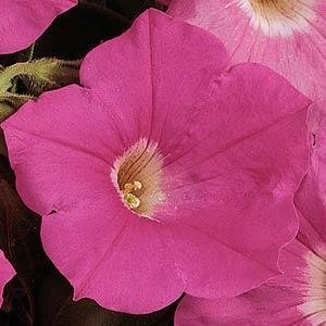 Петуния ампельная гибридная (Petunia х hybrida)