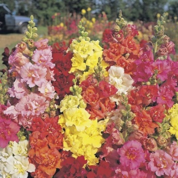 Львиный зев (Антирринум) махровый (Antirrhinum majus)