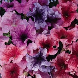 Петуния крупноцветковая (Petunia grandiflora)