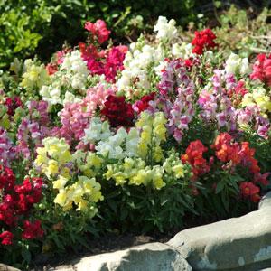 Львиный зев (Антирринум) большой (Antirrhinum majus)