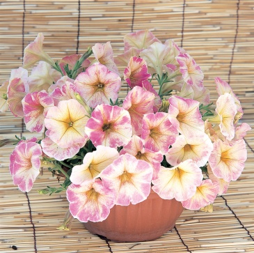 Петуния крупноцветковая гофрированная (Petunia grandiflora)