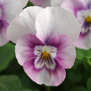 Виола рогатая (Viola cornuta)