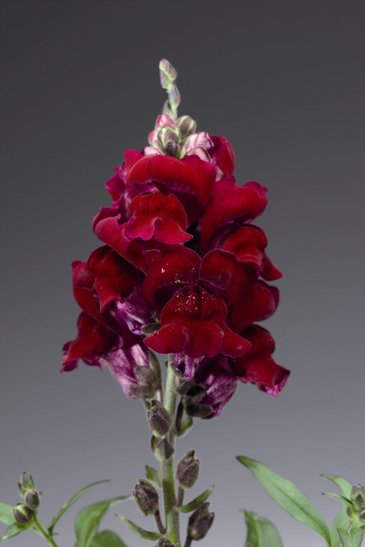 Львиный зев (Антирринум) большой (Antirrhinum majus)