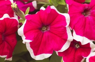 Петуния крупноцветковая (Petunia grandiflora)