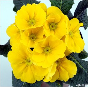 Примула бесстебельная (Primula acaulis)