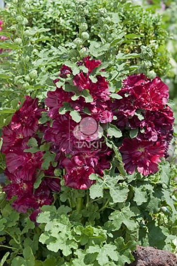 Мальва (Штокроза) розовая (Alcea rosea annua)