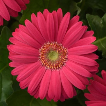 Гербера Джеймсона (Gerbera jemesonii)