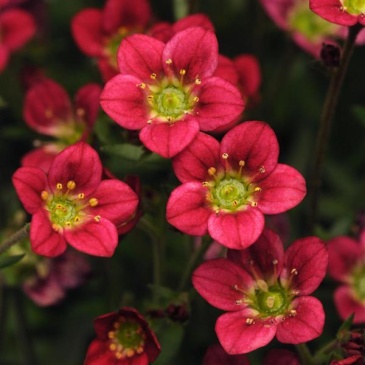 Камнеломка Арендса (Saxifraga arendsii)