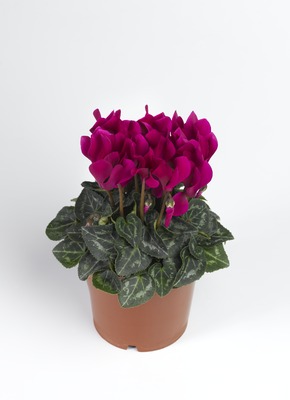 Цикламен персидский (Cyclamen persicum)
