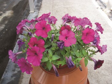 Петуния ампельная гибридная (Petunia x hybrida)