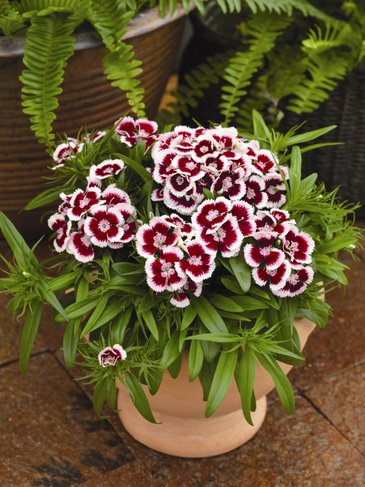 Гвоздика китайская х турецкая (Dianthus chinensis x barbatus)