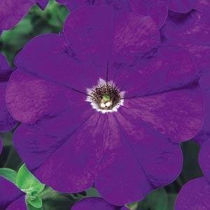 Петуния многоцветковая (Petunia multiflora)