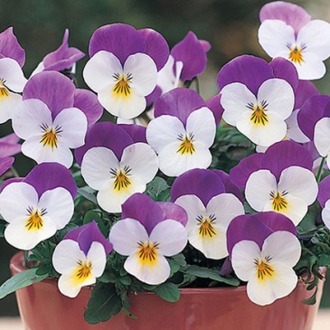 Виола рогатая (Viola cornuta)