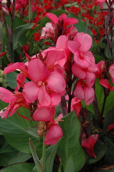 Канна садовая (Canna generalis)