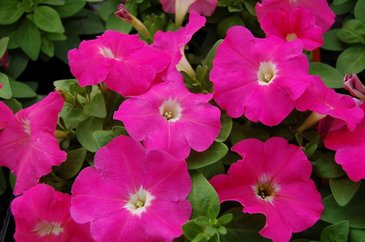 Петуния многоцветковая (генетически компактная) (Petunia multiflora) Петуния многоцветковая (генетически компактная) (Petunia multiflora)