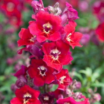 Львиный зев (Антирринум) большой (Antirrhinum majus)