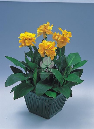 Канна садовая (Canna generalis)