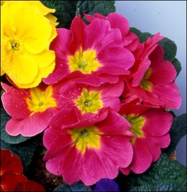 Примула бесстебельная (Primula acaulis)