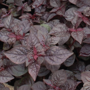 Ирезине Хербста (Iresine herbstii)