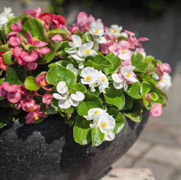 Бегония вечноцветущая (зеленая листва) (Begonia semperflorens)