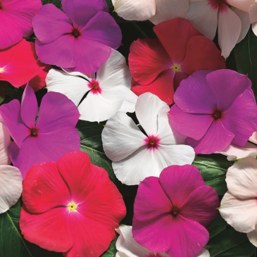 Катарантус розовый ампельный (Vinca rosea)