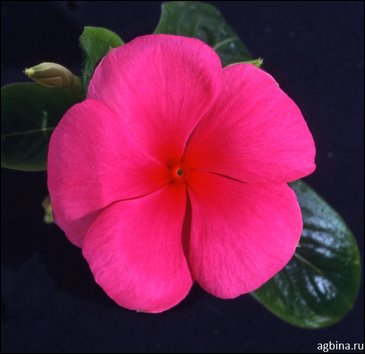 Катарантус розовый (Vinca rosea)