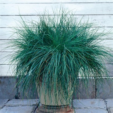 Овсяница сизая (Festuca glauca)