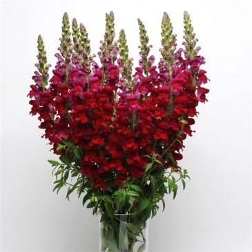 Львиный зев (Антирринум) большой (Antirrhinum majus)
