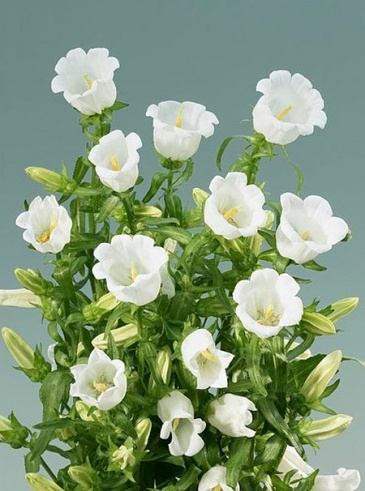 Колокольчик средний (Campanula medium)