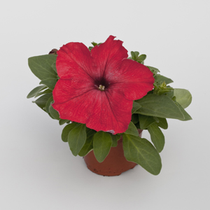 Петуния крупноцветковая (генетически компактная) (Petunia grandiflora)