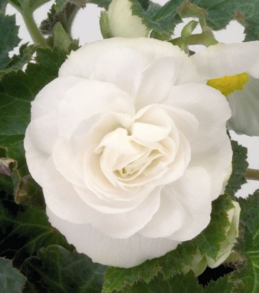 Бегония клубневая махровая многоцветковая (Begonia tuberhybrida multiflora)