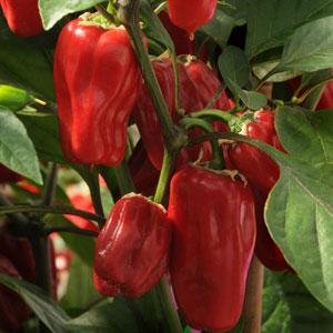 Перец летний (Capsicum annuum)