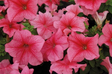 Петуния многоцветковая (генетически компактная) (Petunia multiflora)